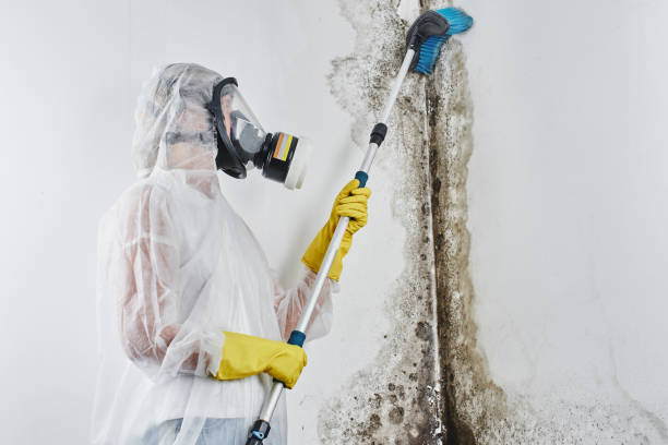 Why You Should Choose Our Mold Remediation Services in Ellendale, ND